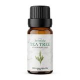 Scentulp - Tea tree olie etherische olie 10 ml - natuurlijk puur & biologisch - Melaleuca Alternifolia - aromatherapie & verzorging