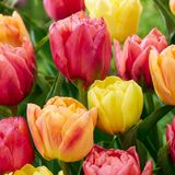 Green boutiQ - 96x Tulipa Symbiosa mix - Tulp Symbiosa mix - Diversen - Voorjaarsbloeier - Bolmaat 11/12