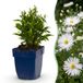 boutiQ Vasteplant Aster Schneekissen Zeeaster Wit 12 Planten Pot 11cm