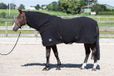 Harry's Horse Zweetdeken Harry's Horse Met Oprolbare Nek Zwart