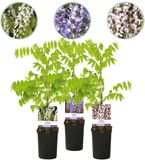 Green boutiQ - 3x Wisteria sinensis Tricolor - Chinese Blauweregen - Blauw - Wit - Roze - Klimplant - Ø14cm - 65cm