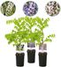 Green boutiQ - 3x Wisteria sinensis Tricolor - Chinese Blauweregen - Blauw - Wit - Roze - Klimplant - Ø14cm - 65cm