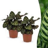 Green boutiQ Calathea Makoyana Pauwenplant - 2 Planten - Pot 12cm - Hoogte 25cm