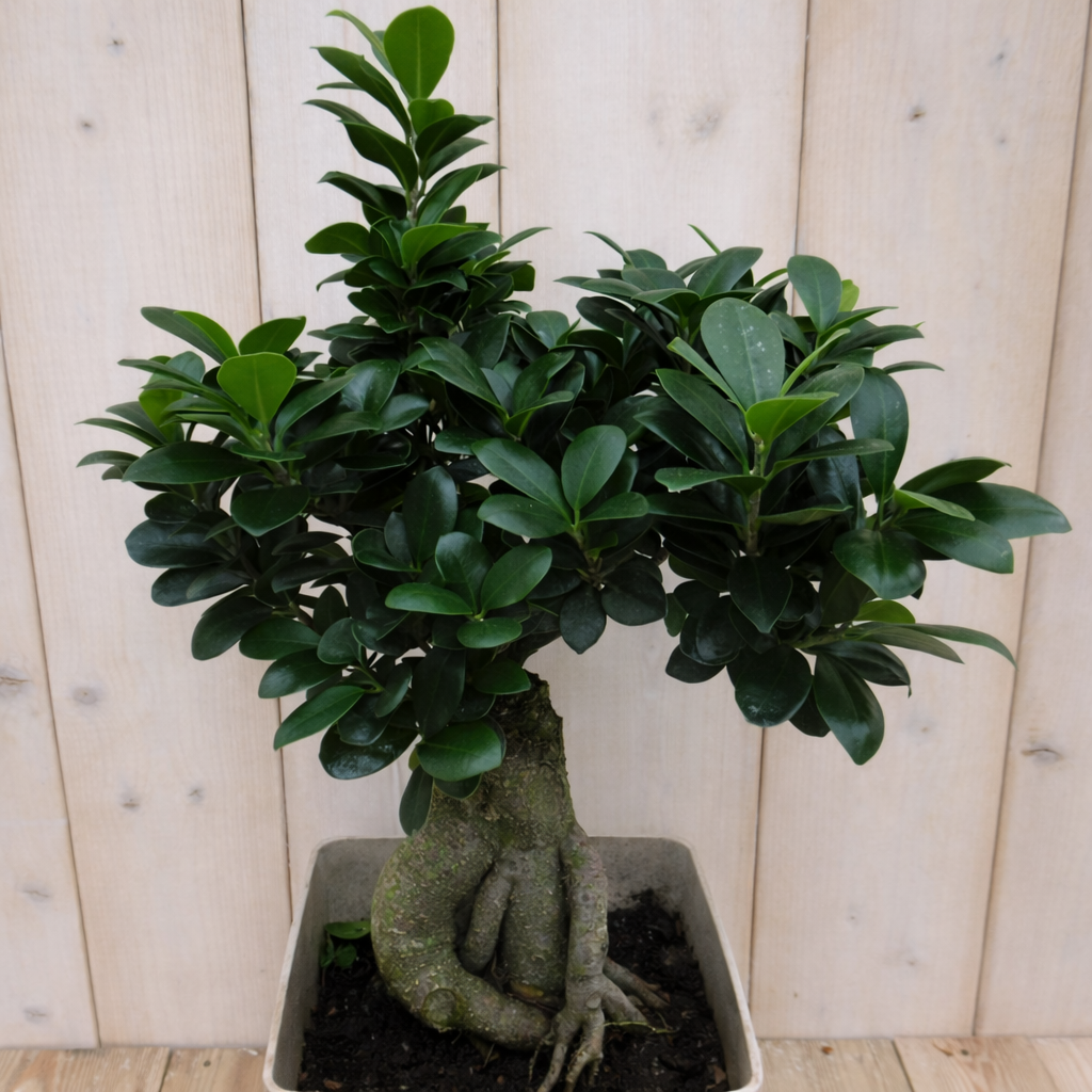 Warentuin Natuurlijk Bonsai Ficus Microcarpa 50 cm kamerplant