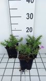 GRDplanten Groendecor Tuinarchitectuur 6x Vlambloem - Phlox (s) 'Purple Beauty' | 9x9 cm pot