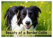 Beauty Calvendo Beauty of a Border Collie (Wall Calendar 2027 DIN A3 landscape)