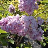 Arborix Syringa Vulgaris 'Katherine Havemeyer' - Sering 40-60 cm in pot