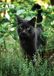 CalendarsRUs Katten A3 Kalender 2027