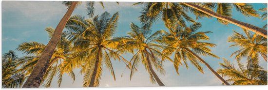 Merkloos / Sans marque Vlag - Palmbomen in Zonlicht - 90x30 cm - Polyester
