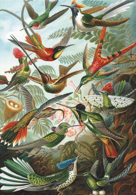 Piatnik Hummingbirds - Ernst Haeckel 1000 stukjes Puzzel