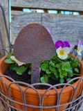 champignons Edelrost, prêts à planter