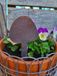 champignons Edelrost, prêts à planter