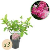 Plantenboetiek.nl Pluim Hortensia - Hydrangea panniculata Pink Diamond - Bloem Wit Roze - 3 Planten