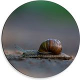 Merkloos / Sans marque Dibond Wall Circle - Dark Brown Slimy Snail on Sand Path - 30x30 cm Photo on Aluminum Wall Circle (with hanging system)