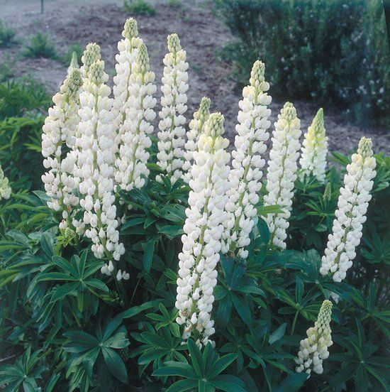 Griffioen Lupine (Lupinus) 'Noblemaiden'