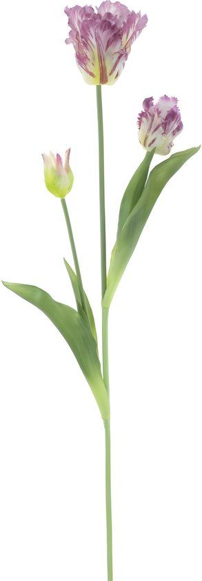 Erutan avon - PSO Parrot tulip spray Sally purple 71 cm