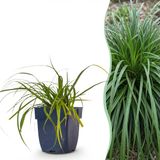 Green boutiQ Carex oshimensis Evergreen - Japanse Zegge - Groenblijvend - Groen - 12 Planten - Pot 11cm - Hoogte 15-25cm