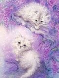 Peinture diamant: Deux chats blancs, 35x45 cm