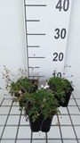 GRDplanten Reigersbek 6x Reigersbek - Erodium guttatum | 9x9 cm pot