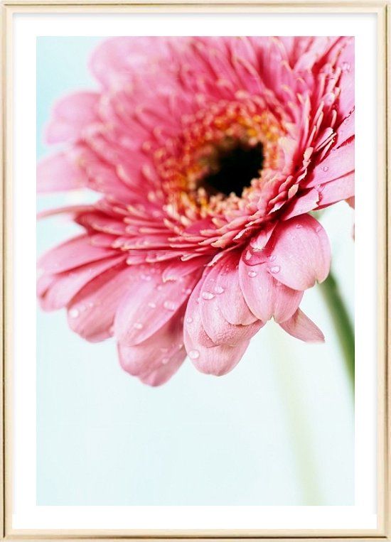 Posterdeco Poster with Metal Golden Frame - Daisy Gerbera Flower - 30x40 cm
