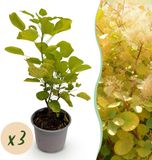 Plantenboetiek.nl Cotinus coggyria Golden Spirit - Geel - 3 Planten - Bladverliezend - Weinig Onderhoud - Ø12cm - 25-35cm hoog - Tuinplant