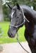 Kerbl Covalliero Touw Halster Pony Marineblauw/Beige Maat 1