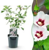 Green Boutiq Hibiscus syriacus Hamabo - Bloem Licht roze - 1 Plant - Bladverliezend - Weinig Onderhoud - Pot 17cm Hoogte 45cm