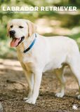 CalendarsRUs Labrador Retriever Blond A3 Kalender 2027