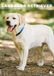 CalendarsRUs Labrador Retriever Blond A3 Kalender 2027