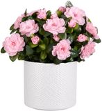 Mica Decorations Kunstplant - Azalea roze - H31 cm - in witte bloempot