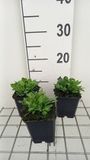 GRDplanten Groendecor Tuinarchitectuur 6x Silene - Silene schafta 'Splendens' | 9x9 cm pot