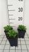 GRDplanten Groendecor Tuinarchitectuur 6x Silene - Silene schafta 'Splendens' | 9x9 cm pot
