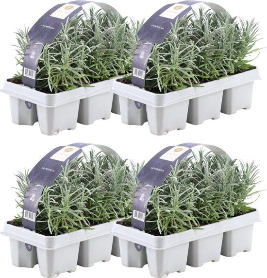 Plants by Frank - 24 Lavendelplanten - Ø7 cm - 20 cm - Lavandula - Winterhard