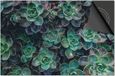 Dietrix Inductie Beschermer - 76x51.5cm - Bloemen en Planten - Vetplantjes