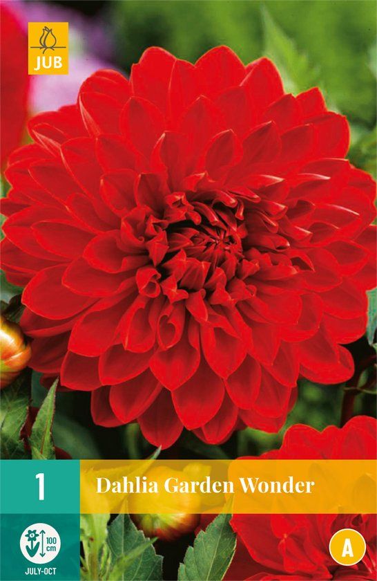 Dahlia Garden Wonder - 1st - Bloembollen - JUB Holland - Gemengd - juli-oktober