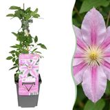 Green boutiQ Clematis Nelly Moser Bosrank Nelly Moser Wit Roze Klimplant Ø9cm 35cm