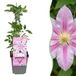 Green boutiQ Clematis Nelly Moser Bosrank Nelly Moser Wit Roze Klimplant Ø9cm 35cm