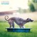 Magnet & Steel Lurcher Kalender 2027 Wandkalender Dieren Engels