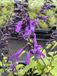Groendecor Tuinarchitectuur 6x Sauge - Salvia 'Amistad' PBR