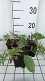 GRDplanten Korenbloem 6x Centaurea atropurpurea | 9x9 cm pot