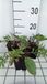 GRDplanten Korenbloem 6x Centaurea atropurpurea | 9x9 cm pot
