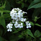 Arborix Hesperis 6 x Hesperis Matronalis 'Alba ' - Damastbloem pot 9x9cm