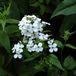 Arborix Hesperis 6 x Hesperis Matronalis 'Alba ' - Damastbloem pot 9x9cm