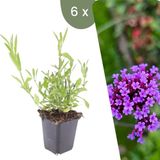 Plants by Frank | 6x Verbena Bonariensis, Ø 9 cm | IJzerhard plant met blauwviolette bloemen, Winterharde vaste planten, Tuinplant, Pot 9 cm, Hoogte: 15 cm