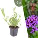 Plants by Frank | 6x Verbena Bonariensis, Ø 9 cm | IJzerhard plant met blauwviolette bloemen, Winterharde vaste planten, Tuinplant, Pot 9 cm, Hoogte: 15 cm