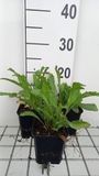 GRDplanten 6x Margriet - Leucanthemum (s) 'Alaska' | 9x9 cm pot