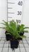 GRDplanten 6x Margriet - Leucanthemum (s) 'Alaska' | 9x9 cm pot
