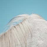 Konkurrent Widowspeak - All Yours (LP)