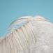 Konkurrent Widowspeak - All Yours (LP)
