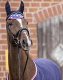 HKM Oornet -Bibi&Tina Stars- Pony donkerblauw